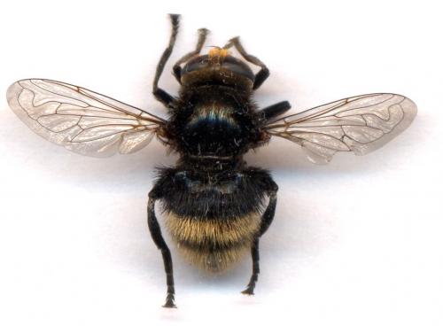 Merodon equestris