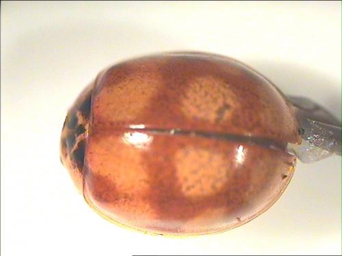 Adalia decempunctata
