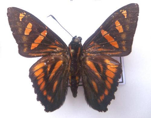Réf. 4 106 : Mimoniades pithyusa