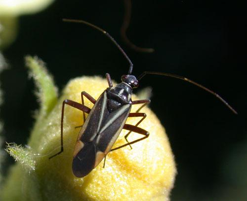 Réf. 4 711 : Hadrodemus m-flavum