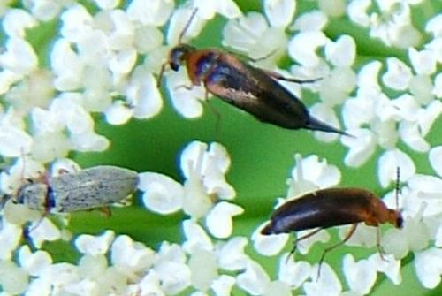 Mordellistena sp.