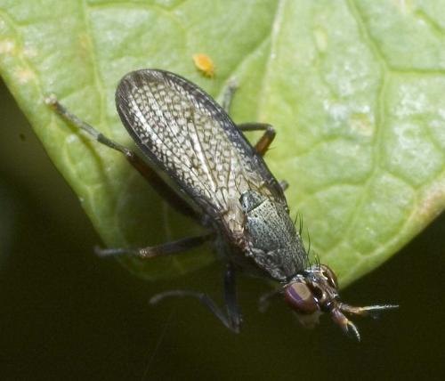 Réf. 4 705 : Coremacera marginata