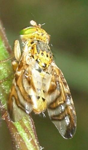 Réf. 4 194 : Chaetorellia sp.