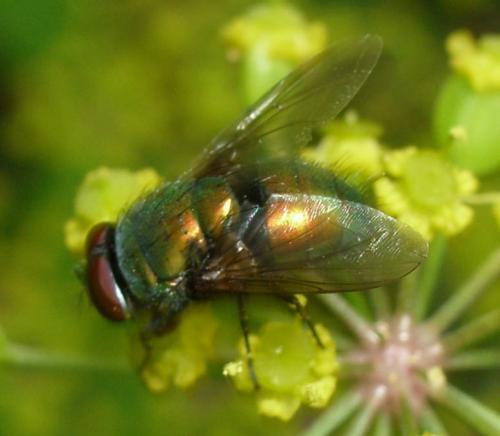 Lucilia sp.