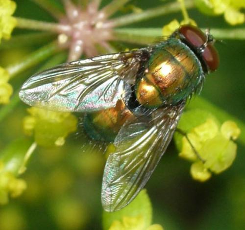 Lucilia sp.