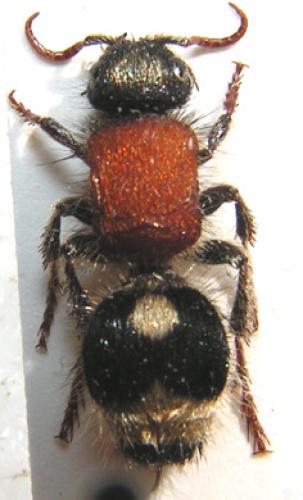 Nemka viduata