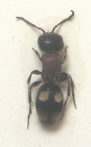 Blakeius bipunctatus