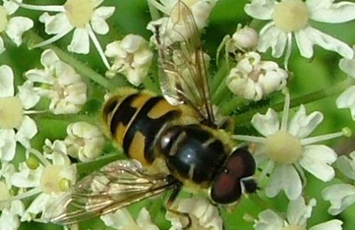 Réf. 4 787 : Myathropa florea