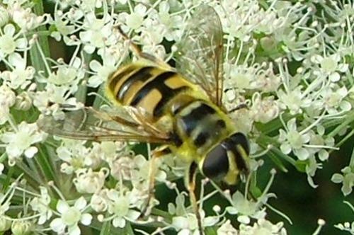 Myathropa florea
