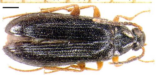 Mycetochara maura