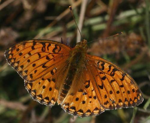 Argynnis aglaja