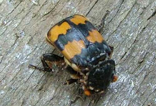 Réf. 4 392 : Nicrophorus vespillo