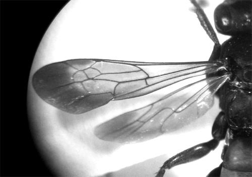 Réf. 4 367 : Anoplius infuscatus