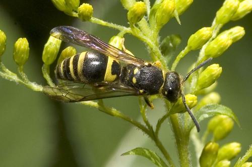 Réf. 4 661 : Ancistrocerus sp.