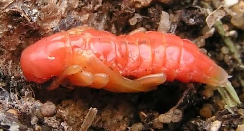 Trichodes alvearius