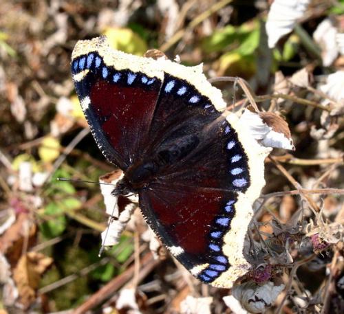 Nymphalis antiopa