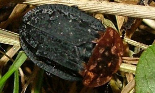 Oiceoptoma thoracicum