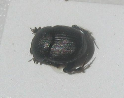 Onthophagus sp.