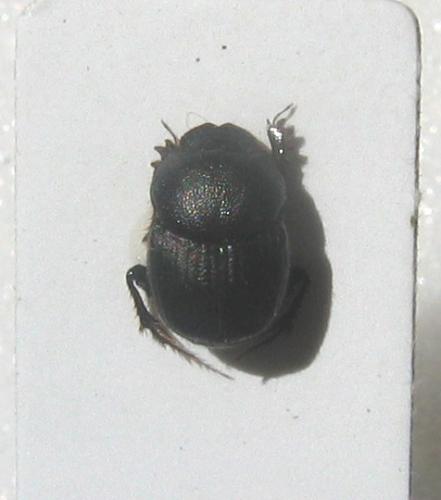 Onthophagus sp.