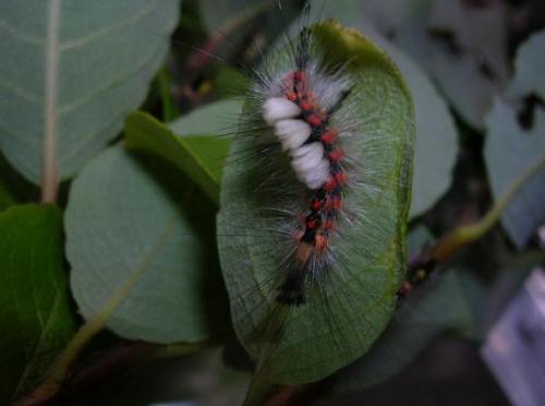 Orgyia antiqua