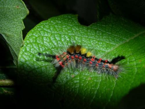 Orgyia antiqua