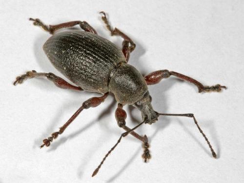 Otiorhynchus tenebricosus