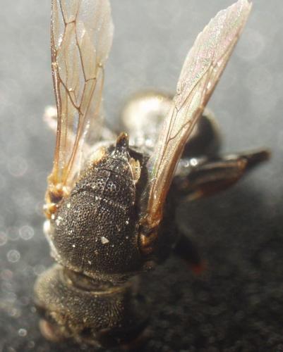 Oxybelus sp.