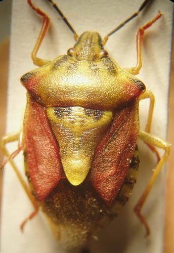 Carpocoris purpureipennis
