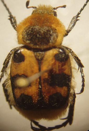 Réf. 4 934 : Trichius sp.
