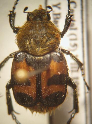 Réf. 4 936 : Trichius sp.