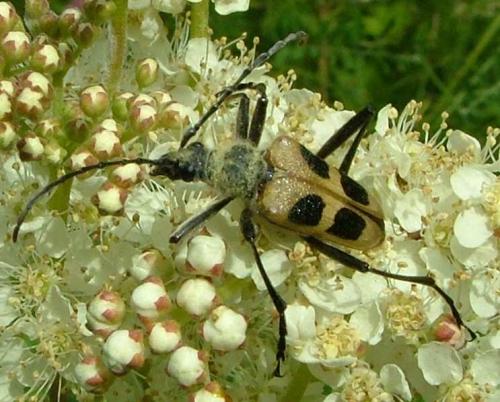 Réf. 4 053 : Pachyta quadrimaculata