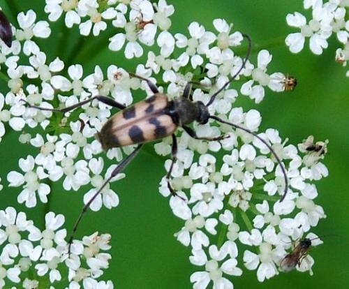 Pachytodes cerambyciformis