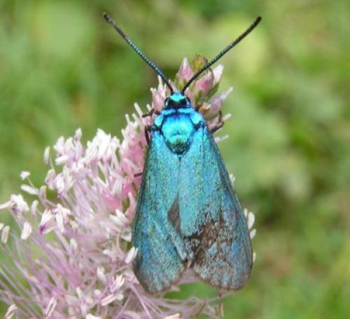 Adscita sp.