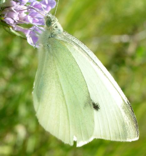 Pieris rapae