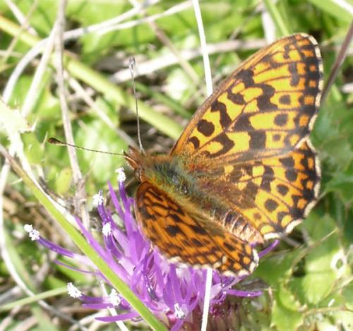 Réf. 4 183 : Boloria dia