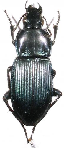Poecilus koyi