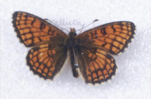Melitaea sp.