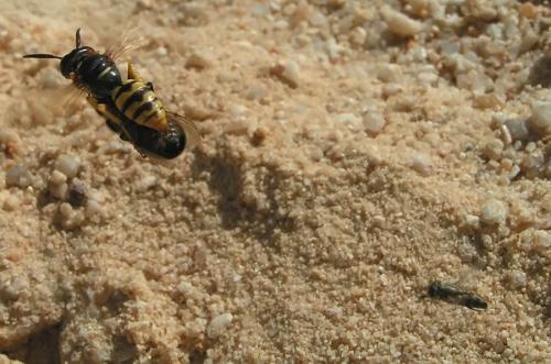 Philanthus triangulum