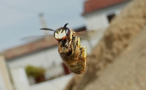 Philanthus triangulum