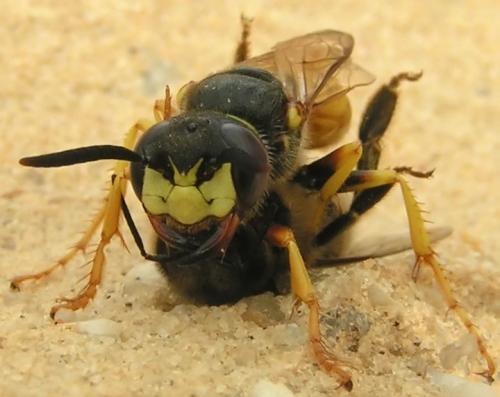 Réf. 4 526 : Philanthus triangulum