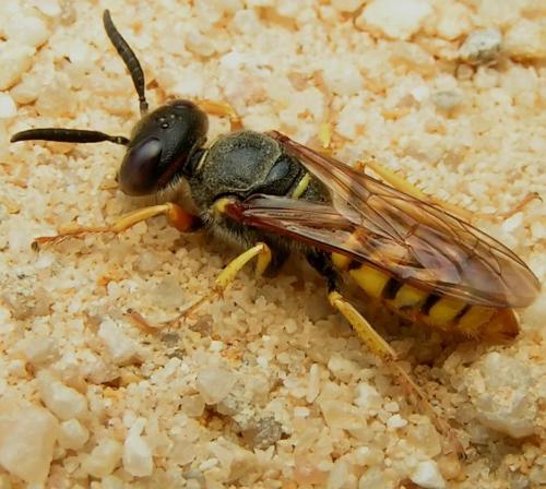Réf. 4 527 : Philanthus triangulum