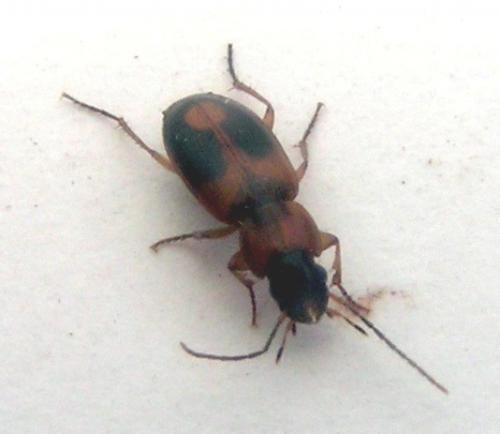 Badister bullatus