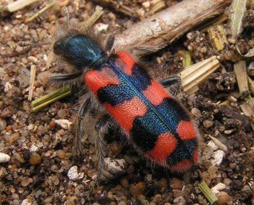 Réf. 4 549 : Trichodes alvearius