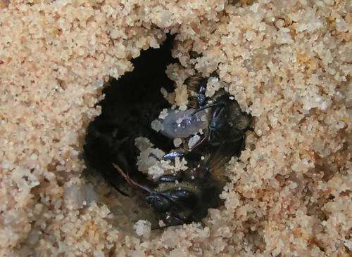 Philanthus triangulum