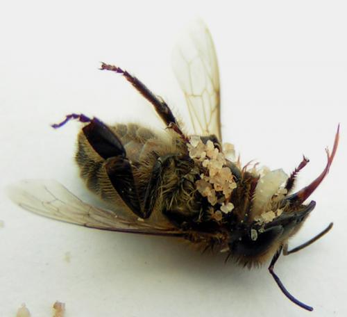 Philanthus triangulum