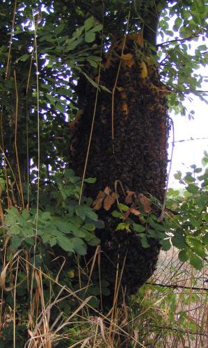 Réf. 4 938 : Apis mellifera