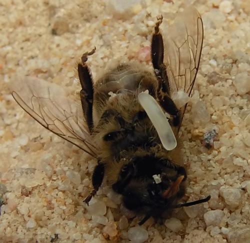 Réf. 4 903 : Philanthus triangulum
