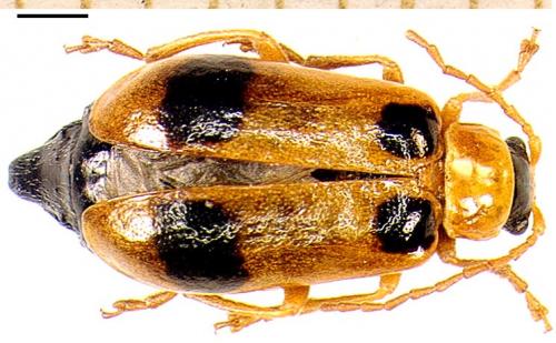 Réf. 4 136 : Phyllobrotica quadrimaculata