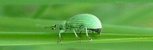 Polydrusus planifrons