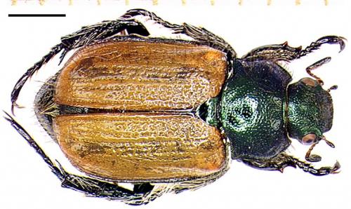 Réf. 4 148 : Phyllopertha horticola